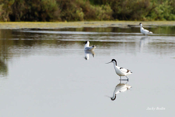 l'avocette est magnifique et mérite bien son nom d'élégante.